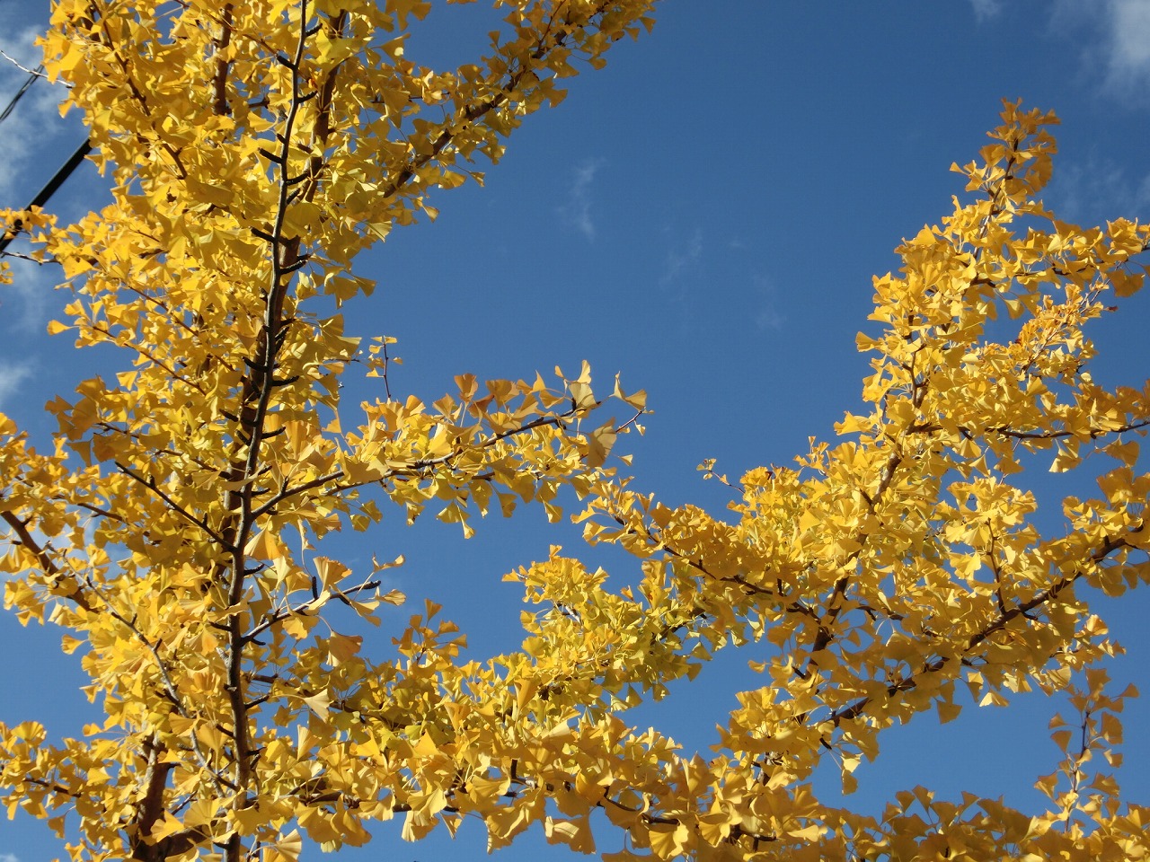 �H�c�s�򂢂��傤�ʂ�