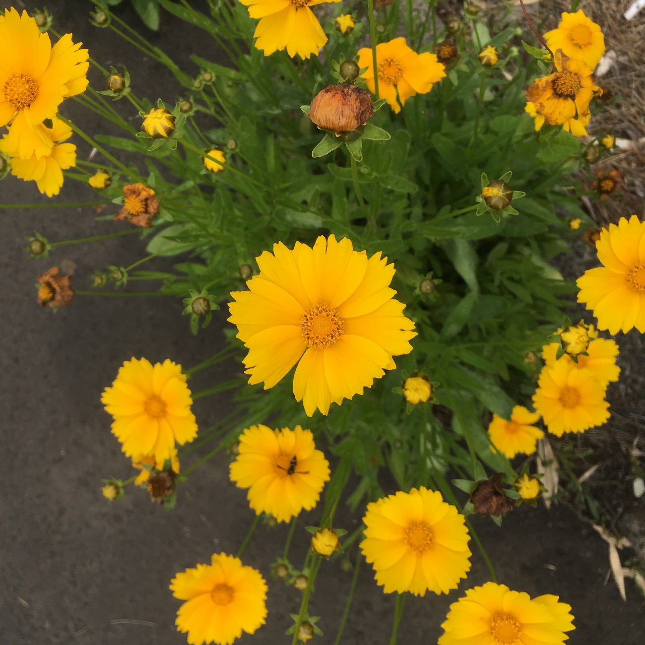 �H�c�s���Ƃ���ꏊ