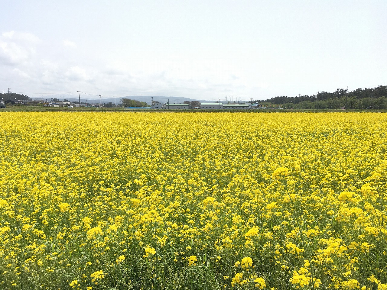 �R���{���s���ڒ�