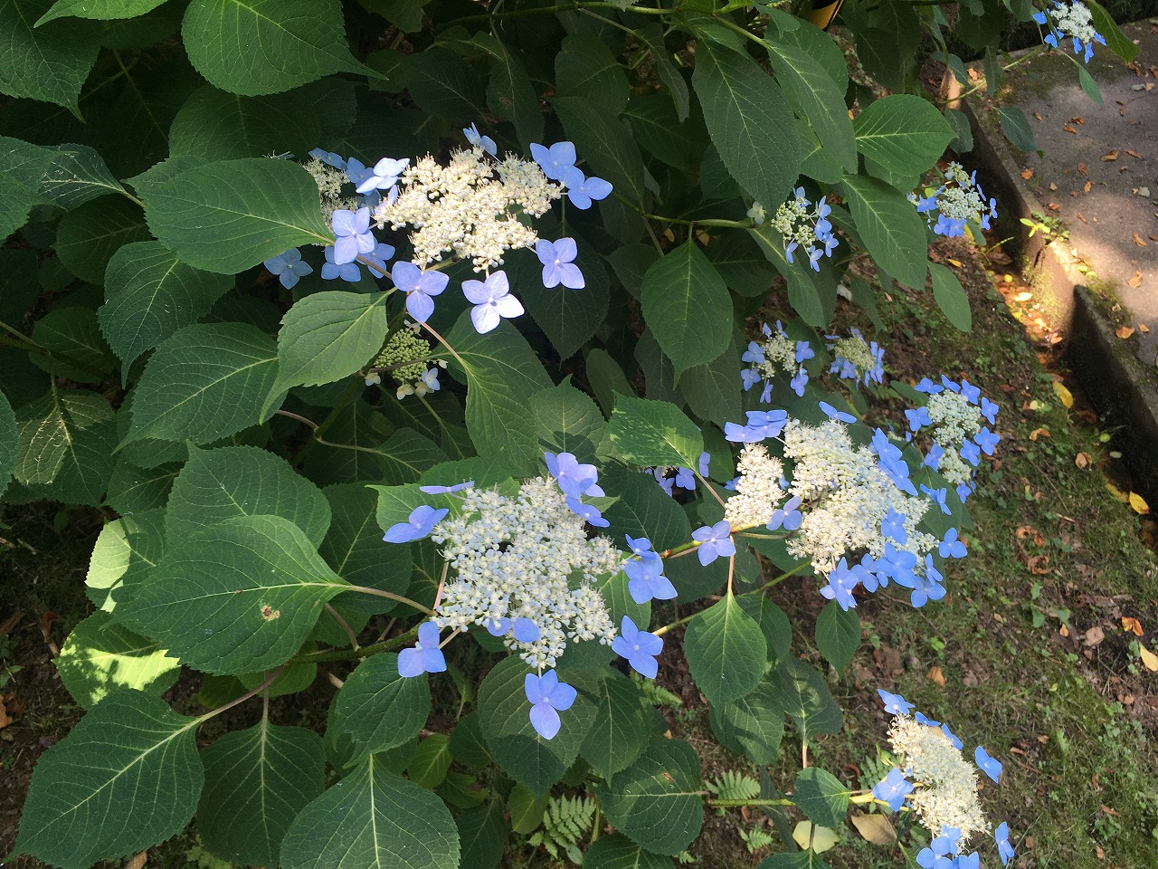 �H�c�s��H����