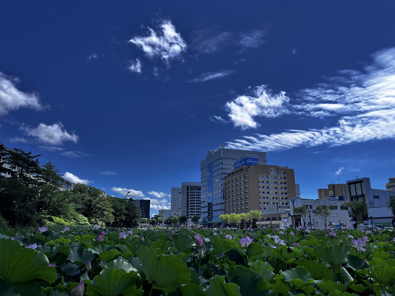 �H�c�s���y���ʂ�