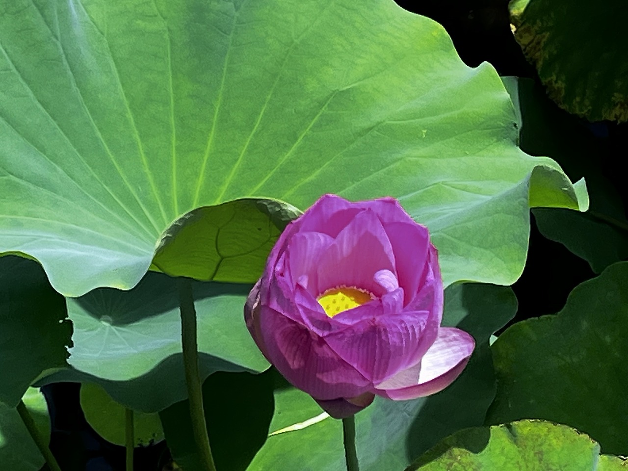 �H�c�s���y���ʂ�