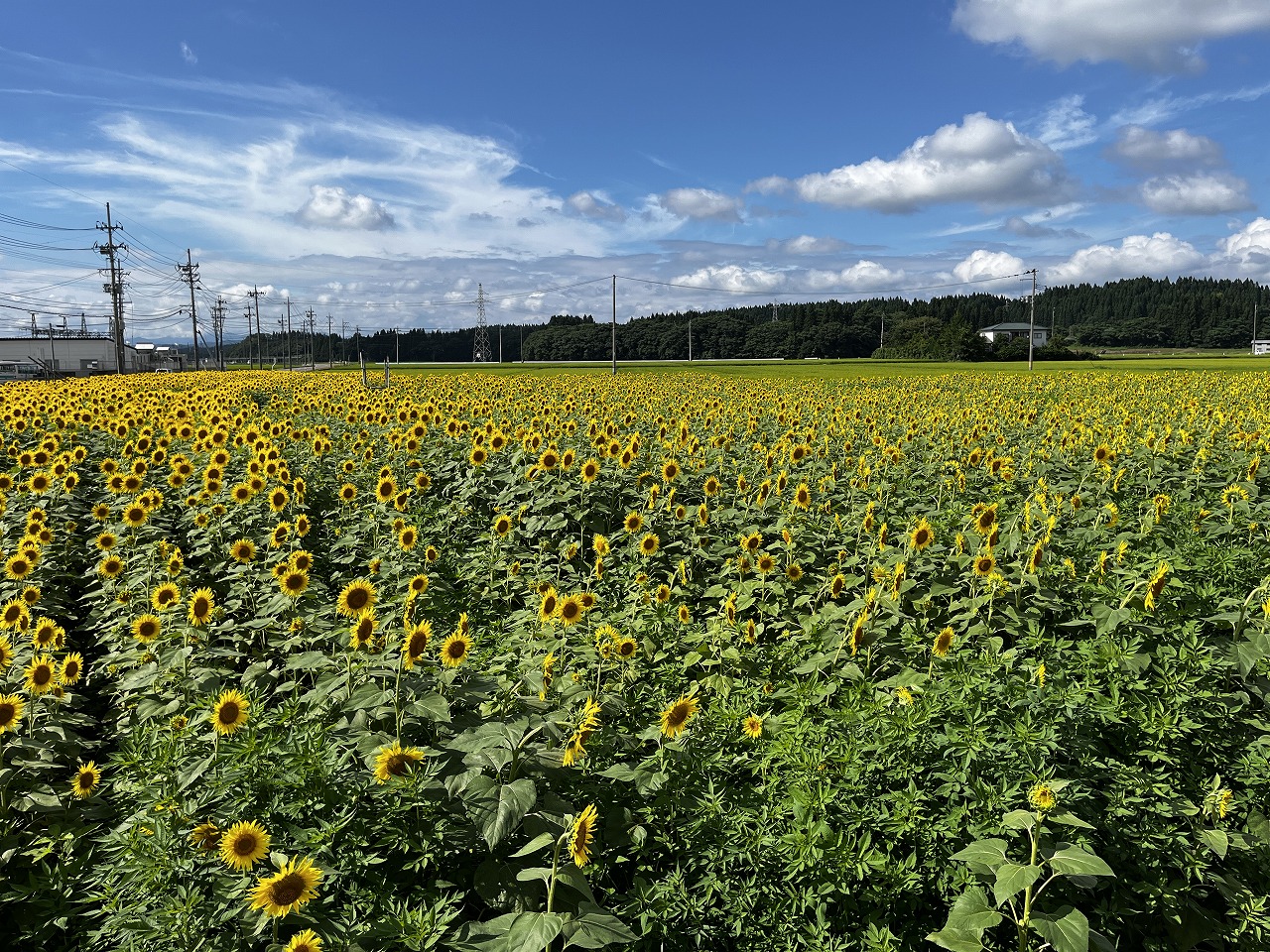 �k�H�c�s�ē���