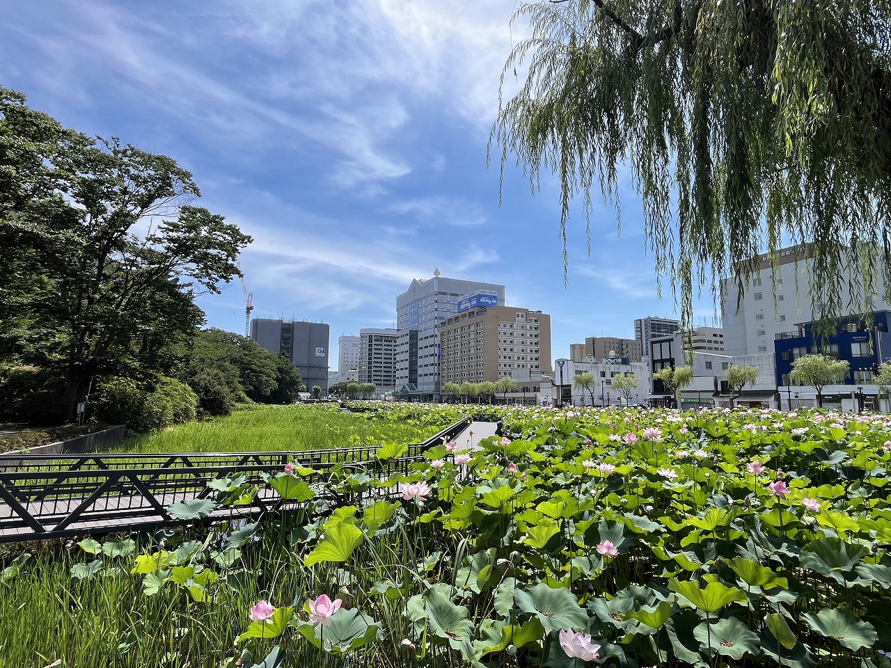 �H�c�s���y���ʂ�